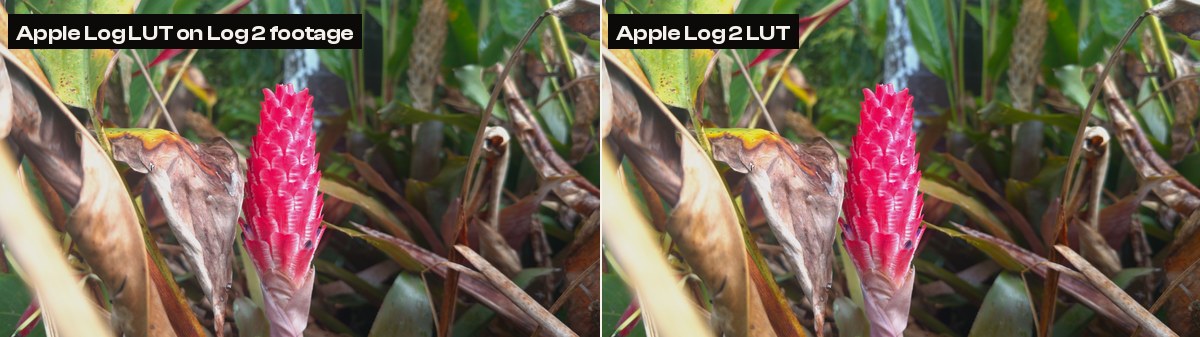 The same Apple Log 2 frame decoded with an Apple Log LUT on the left and an Apple Log 2 LUT on the right